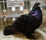 schwarz 1,0 jung v97 MM